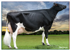 Modern Mature Holstein Cow