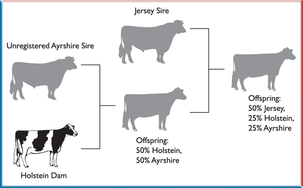 Rules for the Registration and Transfer of Jersey Cattle
