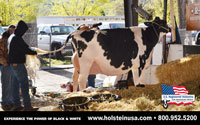 Holstein Desktop Image 6