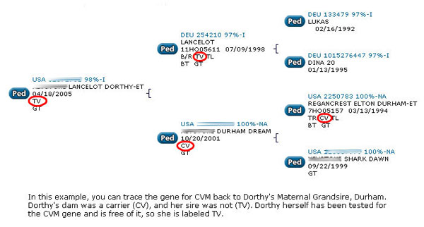 Family Tree