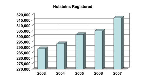 Holsteins Registered