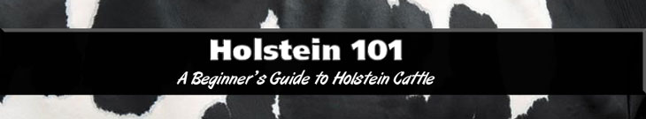 Holstein 101