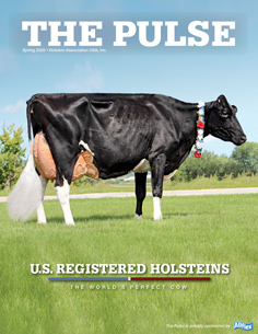 Holstein Pulse