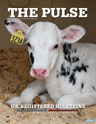 Holstein Pulse: Fall 2020