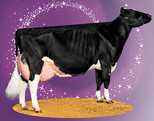 Star of the Breed Redbull 12417