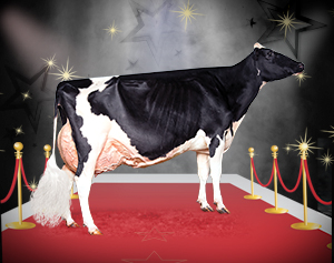 Star of the Breed Budjon-Vail Drm Sunshine-ET