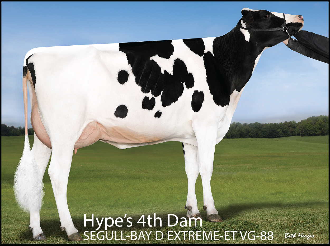 Hype's 4th Dam: SEGULL-BAY D EXTREME-ET